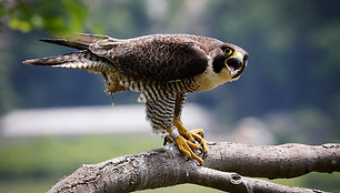 Sakalas keleivis (peregrine falcon)