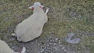 Kemperio &scaron;e&scaron;ėlyje įsikūrusios avys
