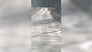 pamatykite-lietuvoje-meska-atsivede-jaunikli