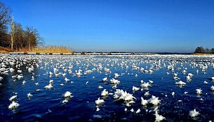 Ledo gėlės and Platelių ežero