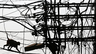 Beždžionė ant elektros laidų