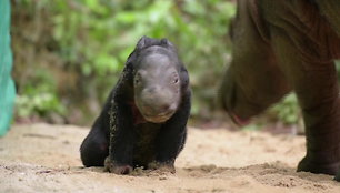 indonezijos-nacionaliniame-parke-gime-nykstantis-sumatros-raganosis