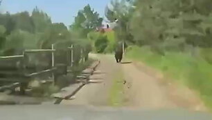meska-vilniaus-apylinkese-bego-keliu-tarandeje