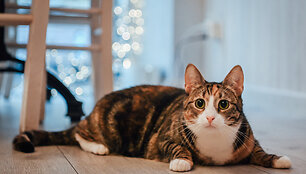 &bdquo;Cat Cafe&ldquo; &ndash; daugiau nei kavinė: unikalus socialinis verslas, kuriantis vertę investuotojams