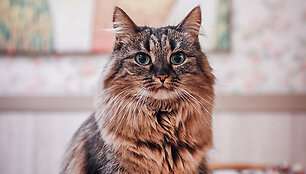 &bdquo;Cat Cafe&ldquo; &ndash; daugiau nei kavinė: unikalus socialinis verslas, kuriantis vertę investuotojams
