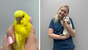 Diena su veterinaru: egzotinių gyvūnų gydytojos kasdienybė &ndash; nuo dantų &scaron;lifavimo iki sudėtingų operacijų