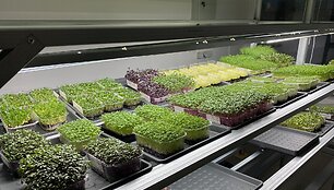 &bdquo;Ogmios miesto&ldquo; ūkininkų turguje &ndash; ūgliai i&scaron; mikrožalumynų ūkio: augina tikrą supermaistą