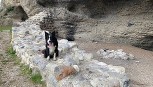 Borderkolis Ayko ir jo &scaron;eimininkas Peteris