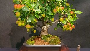 K.Ptakausko bonsai menas