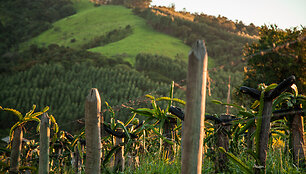 Brazilija