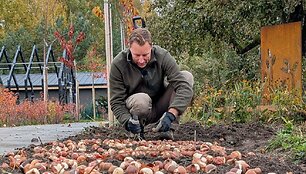Pavasario žiedų grožį galima nulemti jau rudenį: T. Gurskas ragina atkreipti dėmesį į gėlės svogūnėlio dydį