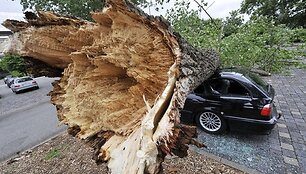 Ant automobilio užvirtęs medis