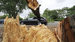Ant automobilio užvirtęs medis
