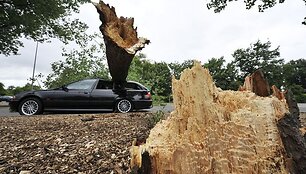 Ant automobilio užvirtęs medis