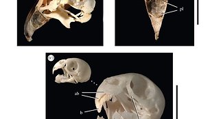 Psittacosaurus gobiensis