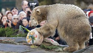 Poliarinis lokys Knutas randa savo gimtadienio tortą, padarytą i&scaron; daržovių, už&scaron;aldytų lede. &Scaron;į reginį stebėjo Berlyno zoologijos sodo lankytojai. 