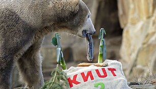 Poliarinis lokys Knutas randa savo gimtadienio tortą, padarytą i&scaron; daržovių, už&scaron;aldytų lede. &Scaron;į reginį stebėjo Berlyno zoologijos sodo lankytojai. 