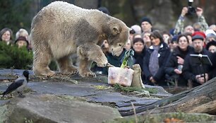 Poliarinis lokys Knutas randa savo gimtadienio tortą, padarytą i&scaron; daržovių, už&scaron;aldytų lede. &Scaron;į reginį stebėjo Berlyno zoologijos sodo lankytojai. 