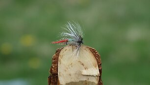 Muselininkų sueiga