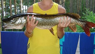 Pauliaus lydeka