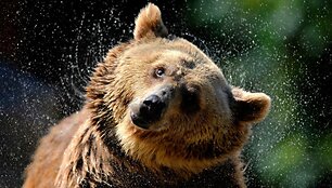 Grizlis