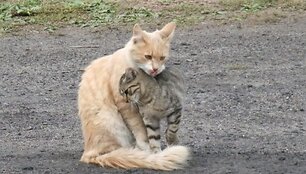 Katės
