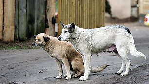 Daugėja žmonių, kurie per sunkmetį savo augintinius išmeta į gatvę.