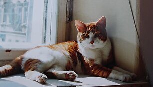 Senelio Artūro katinas