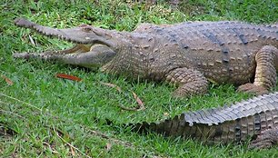 Gėlavandeniai krokodilai Australijos zoologijos sode