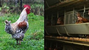 Kaimo vi&scaron;tos ir pauk&scaron;tyno narvuose laikomos vi&scaron;tos &ndash; skiriasi ne tik jų gyvenimo sąlygos, bet ir kiau&scaron;inių kokybė.