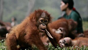 Orangutangų mažylis