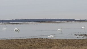 Kritusi gulbė &Scaron;ilutės pakra&scaron;tyje