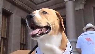 Woodrow &ndash; kandidatas į Teksaso gubernatoriaus postą.