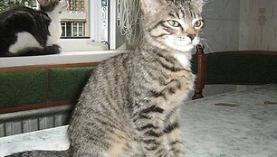 Picius ir Tigriukas