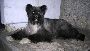 Priklydęs &scaron;unelis