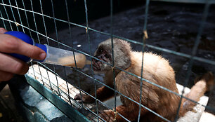 Darbuotojas Paragvanos zoologijos sode kapucinui &scaron;virk&scaron;tu su&scaron;eria vitaminų dozę.