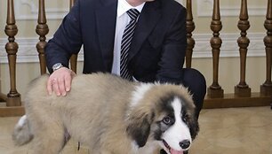Vladimiras Putinas ir jo augintinis Bafis