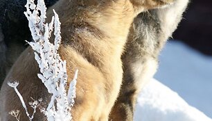 Bendraujantys &scaron;unys