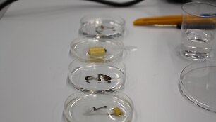 Surengta 50-oji Lietuvos mokinių biologijos olimpiada