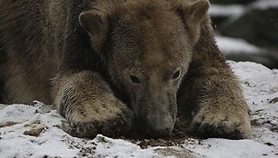 Penktadienį antrąjį gimtadienį &scaron;vęsiantis Knutas tapo na&scaron;ta Berlyno zoologijos sodui.