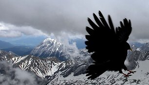 Alpės