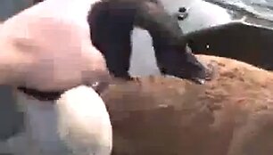 Net ir kelis kartus i&scaron;mesta i&scaron; valties žąsis puldavo i&scaron; naujo.