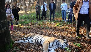 Tigrės nepavyko saugiai sugrąžinti į zoologijos sodą.