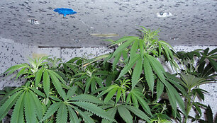Garaže aptikta kanapių &bdquo;plantacija&ldquo;