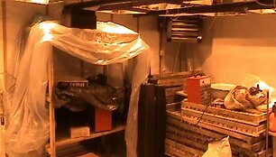 Kanapių auginimo laboratorija