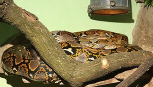 Gyvatė