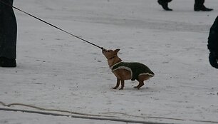 &Scaron;unų ir kačių savininkai turėtų atkreipti dėmesį į pasikeitusias Gyvūnų laikymo Kauno mieste taisykles. 