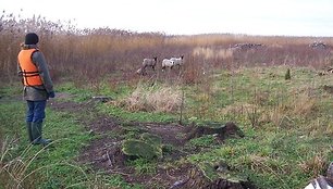 Romanovo veislės avys išsiskiria savo smulkumu. Tikimasi, kad šis išskirtinis požymis padės jas surasti. 