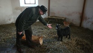 Lietingu oru bei naktį ožkos, avis ir asilas įkurdinami šalia bažnyčios esančioje krikštykloje. Jais besirūpinantis A.Lukauskas ir kiti darbuotojai užsuka jų aplankyti. 