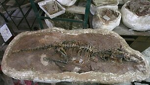 &bdquo;Haplocheirus sollers&ldquo; skeletas